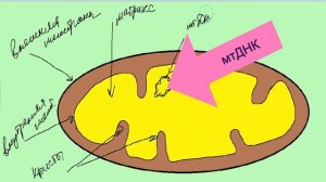 Митохондрии двумембранные органоиды клетки. Строение и функции. Синтез энергии АТФ. ЕГЭ