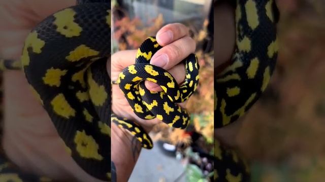 High yellow Carpet python#viral #carpetpython