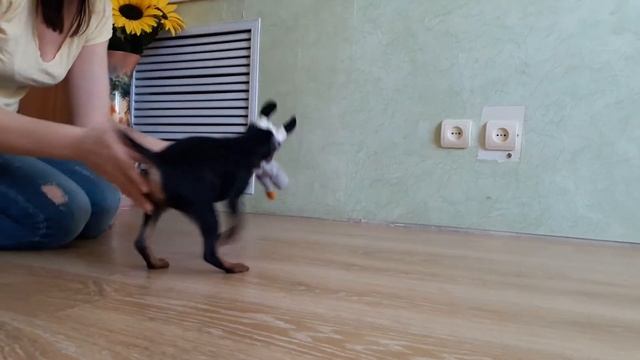 Имбирная Карамель 12нед. смотреть онлайн