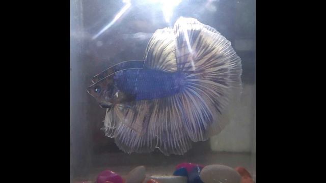 How to take care of betta fish | Tamil |KDS pets history смотреть онлайн