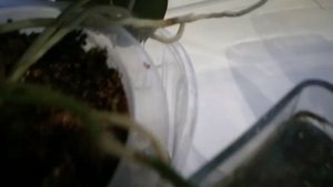 Засохли корни орхидеи .Засохшие корни орхидей можно легко восстановить за 1 день. Лучший способ!