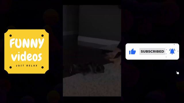 FUNNY ANIMALS VIDEO COMPILATION | подборка смешных видео про животных смотреть онлайн