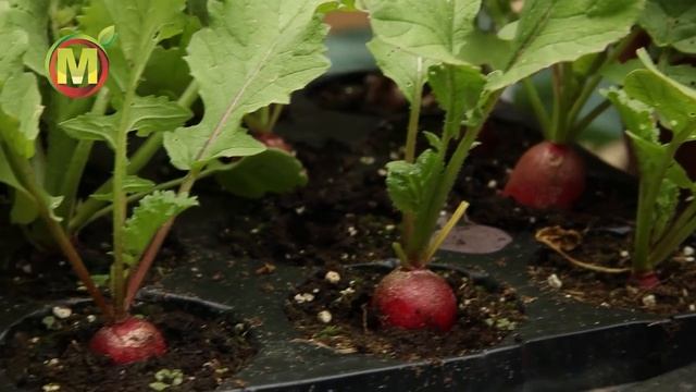 КАССЕТНАЯ ТЕХНОЛОГИЯ выращивания рассады ? смотреть онлайн