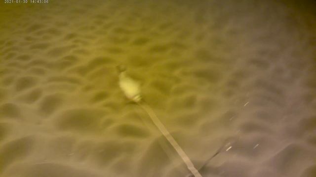 Подводная охота. Волгоград, стая карасей #рыбалка #волгоград #РыбалкаотВолгидоДона #волга #дон #лещ смотреть онлайн