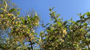 Гуми или Лох многоцветковый, весеннее цветение. Супер ягода!!! г. Киев 19 мая 2022 г.