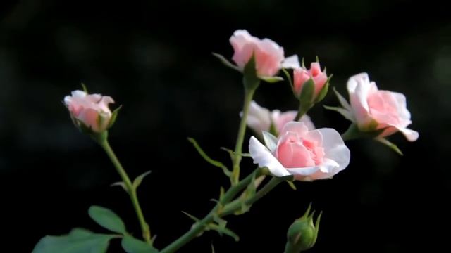 Летние цветы в моем саду