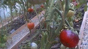 Сортовой томат Люсид Джем ( Lucid Gem)