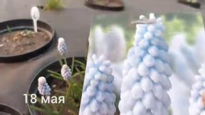 Тюльпаны и мускари 2023 Ожидание и реальность.