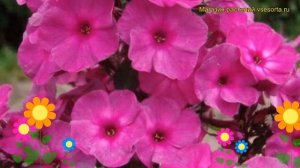 Флокс метельчатый Классик Кассис. Краткий обзор, описание phlox paniculata Classic Cassis