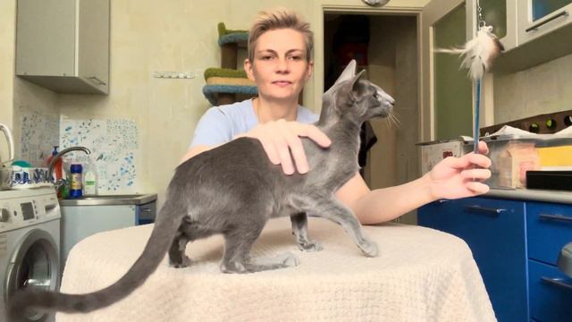 Ориентальная кошка Грация ( продается) 6 месяцев