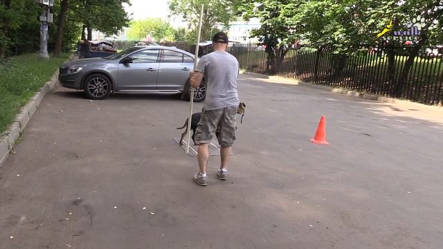 Волшебная палка, команда место, немецкий пинчер, дрессировка ОКД смотреть онлайн