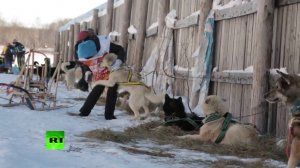 На Камчатке стартовали гонки на собачьих упряжках «Берингия»