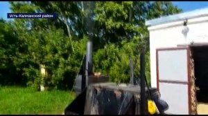 В Алтайском крае пчеловоды сжигают пчёл, погибших от химобработки полей