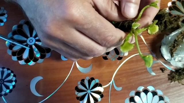 Распаковка посылки с новой Дионеей "Werewolf". Dionaea Muscipula. смотреть онлайн