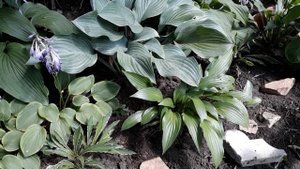 #hosta #дача #хоста #КроссаРегал / Хоста Кросса Регал ( лат.hosta Krossa Regal). Краткий обзор