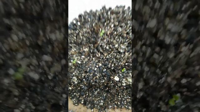 3. Выращивание ранункулюса из семян. Омск, 2024 год. Видео #3 смотреть онлайн