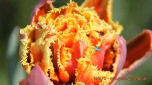 Тюльпан бахромчатая Голд Даст (tyulpan-gold-dast) ? обзор: как сажать, луковицы тюльпаны Голд Даст