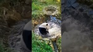 Панда спасается от жары.mp4