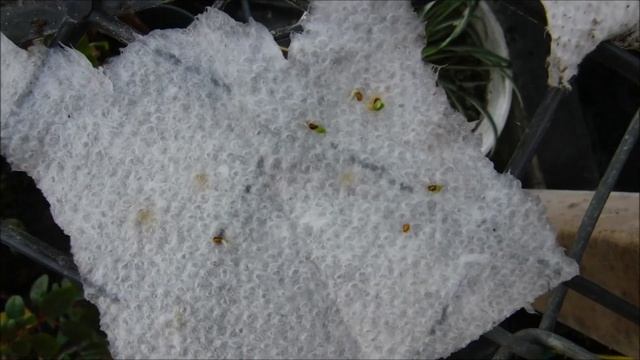 How To Germinate Strawberry Seeds In Wet Paper Towel Method, Transplant Strawberry Seedlings, Seedl смотреть онлайн