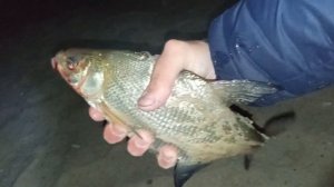 РЫБАЛКА на ДОНУ. БЕШЕНЫЙ КЛЁВ! Гибрид,лещ на пробку.