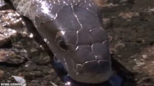 12 самых больших змей