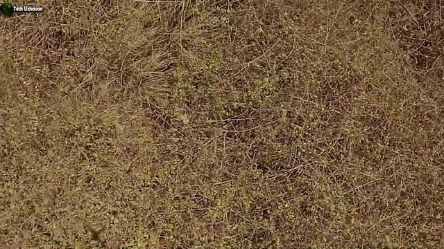 Lantana Camera வைத்து பணம் சம்பாரிக்கலாம் ! смотреть онлайн