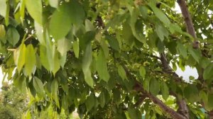 Цветение ирисов  |Время цветения ирисов| Пышное цветение ирисов