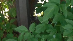 Почему при виде птиц кошки "чирикают"? Кошка Мася и пение птичек.