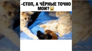 Стоп, а черные точно мои?