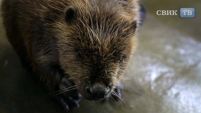 Как Воронежский заповедник спас бобров от вымирания? смотреть онлайн
