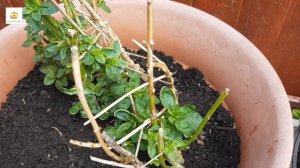 Planting summer flowering containers with Gladioli, overwintered Snapdragons & Petunias and Alyssum