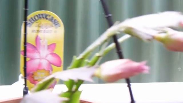 Zygo cactus in flower By Plantman SA смотреть онлайн