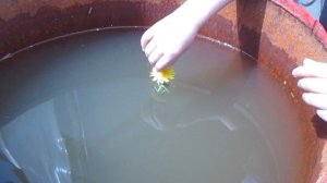 Поделки из одуванчиков