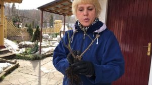 Rose//Посадка плетистой розы в большой горшок//Мой опыт, правила, советы