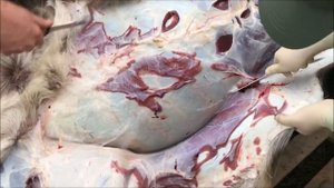 Нож Засапожный (ошкуривание лося) 18+