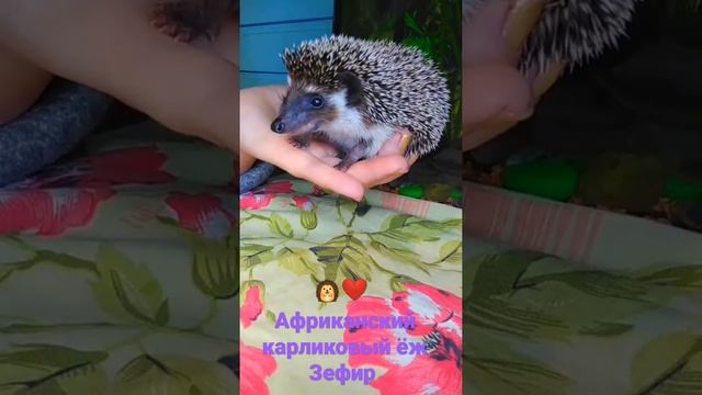 Африканский карликовый ёж Зефир. Наш маленький домашний питомец. ?❤️