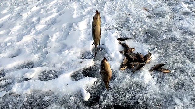 07 12 19 Рыбалка на карася в Кинель Черкасском районе смотреть онлайн