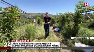 В Бахчисарайском районе собрали 40 тонн малины и ежевики.