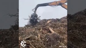 Грейфер для леса в работе | СПЕЦКОМПЛЕКТ