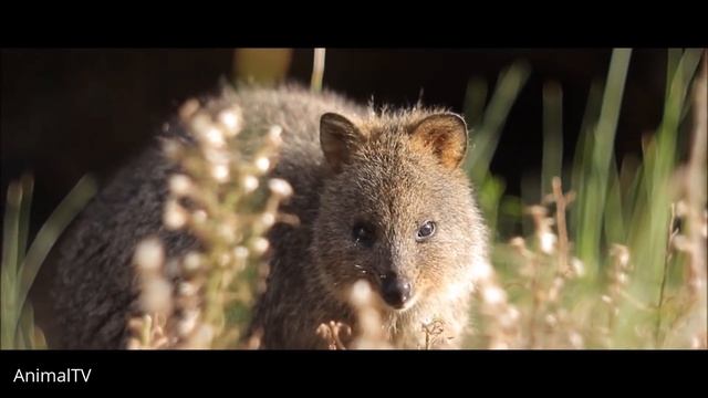 ULTIMATE Quokka Selfie Compilation - TRY NOT TO AWW! смотреть онлайн