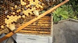 что такое роевой маточник у пчел ?