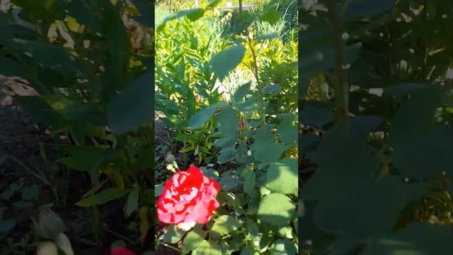 Дача.Мои цветы. Плетистая роза Нью Доун. смотреть онлайн