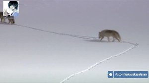 Йеллоустон (США) (Северная Америка) (1080p)