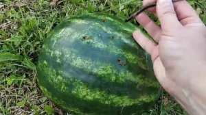 ? ГОРШОК ИЗ АРБУЗНОЙ КОРКИ | ИДЕЯ ДЛЯ ОГОРОДА