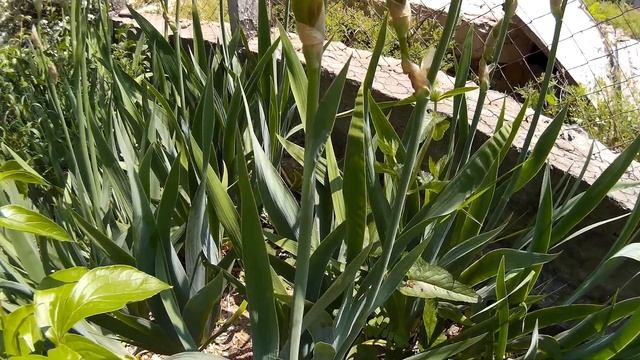 Ирисы белого цвета с рябой желтизной у основания нижних лепестков. Белые (светлые) цветы петушки смотреть онлайн