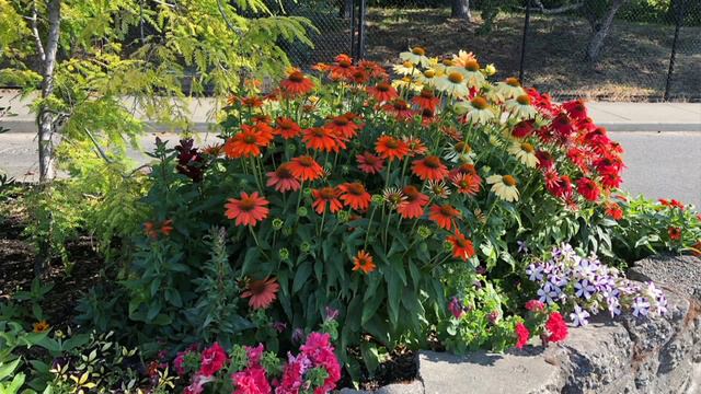 Roberta's 4-Piece Cheyenne Spirit Echinacea on QVC смотреть онлайн