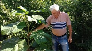 ПАВЛОВНИЯ  - первый год выращивания