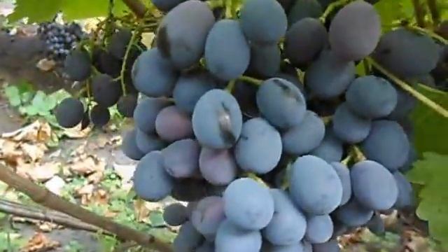 Сорт винограда Дачный. смотреть онлайн