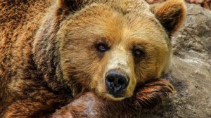 Настоящий звук медведя | рык медведя