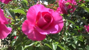Rose Urara, May 5, 2023 京成ばら園のローズ・うらら